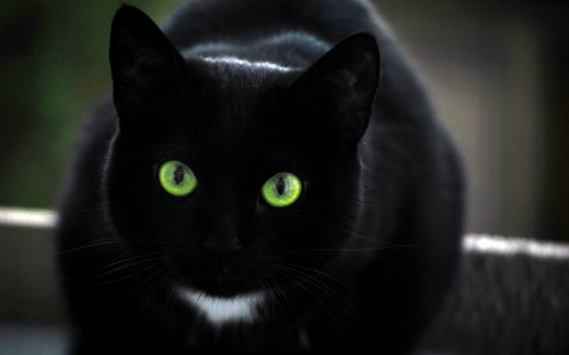 Жил да был черный кот...