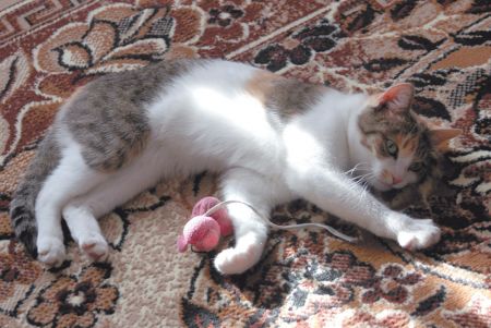 Кошкины игрушки
