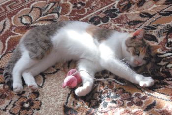 Кошкины игрушки