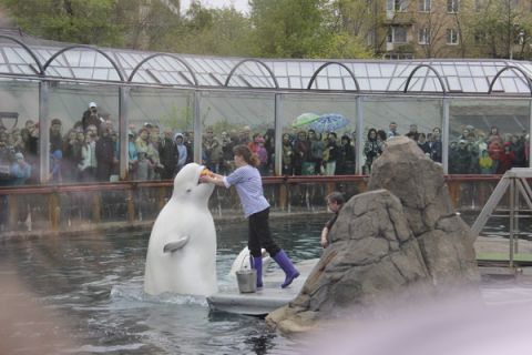 Зоозарисовки