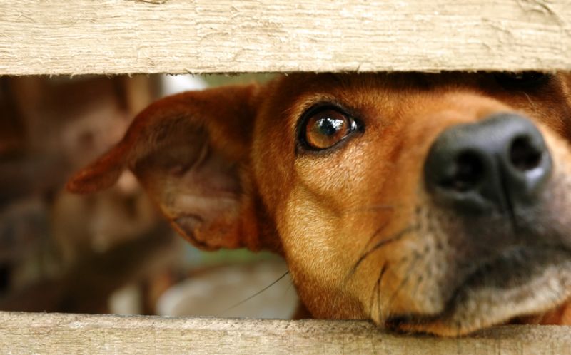В Плешках хозяйка "заказала" свою собаку