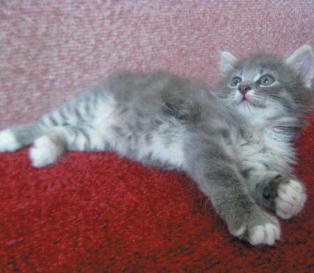 Котенок Филя