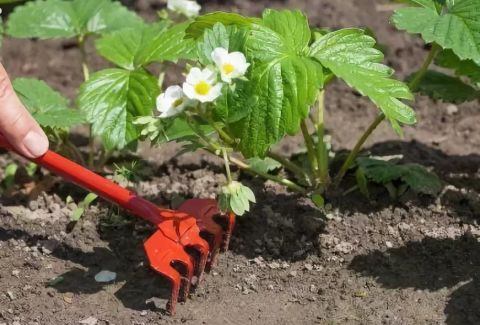 Когда обрезать клубнику и как это правильно сделать
