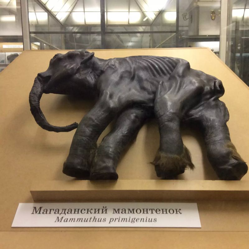 Мамонтенок с Колымы