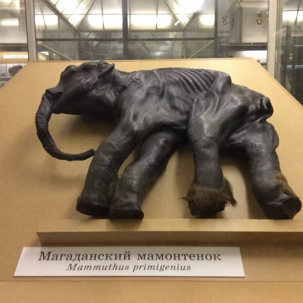 Мамонтенок с Колымы