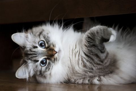 Малоизвестные факты о кошках