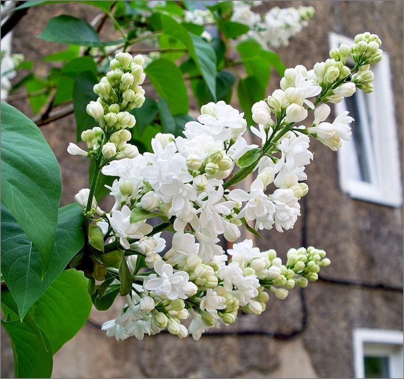 Мудрый народ о немудром властителе