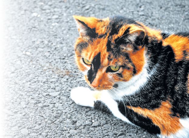Кошка Черепашка