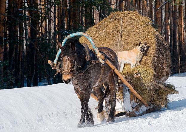 Руслан и Карька - настоящие друзья