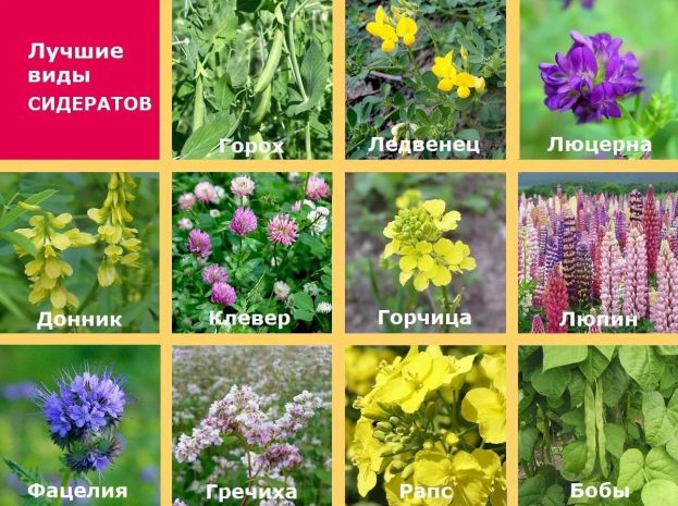 Сидераты