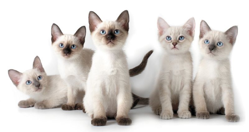 Мои коты