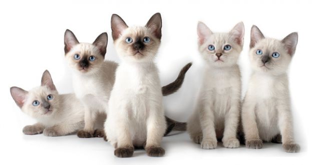 Мои коты