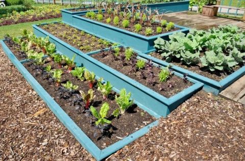 Что сажать в мае