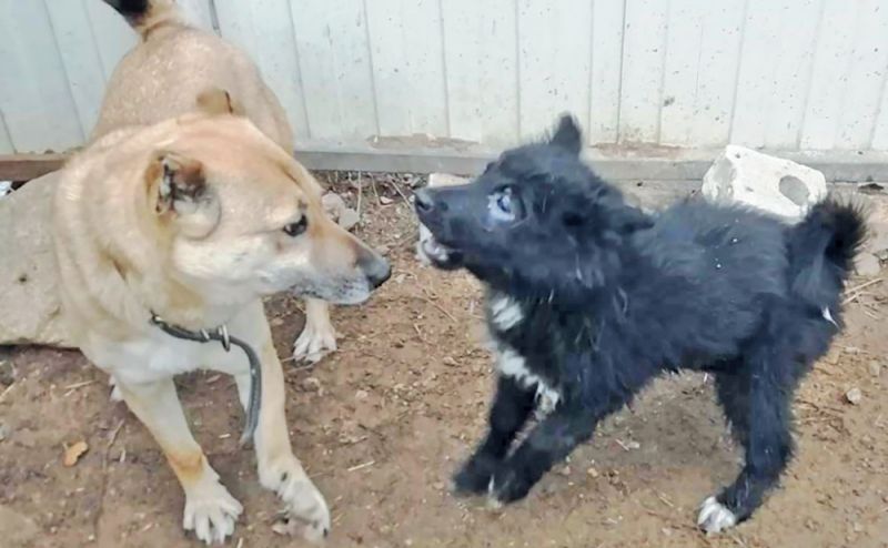 О доброте и человеческой жестокости