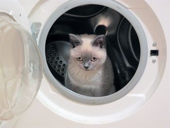 Постирушки с котом