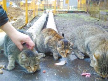 Сердце не выдерживает