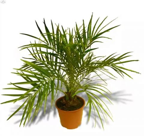 Как вырастить финиковую пальму из косточки?