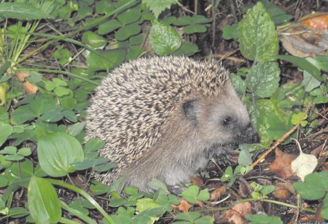 Уголок для души