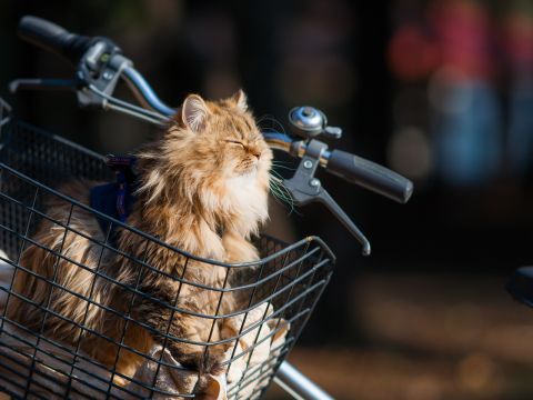 Перемещение животных