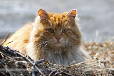 Служба спасения котов