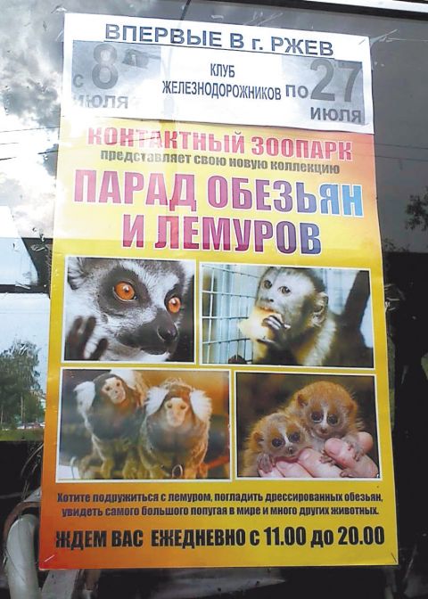 Парад приматов