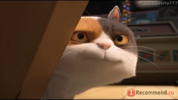 В защиту котов