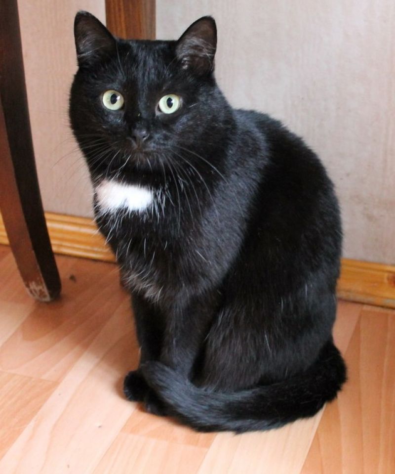 Кот, который не ест &quot;Китикет&quot; и не любит гаммы