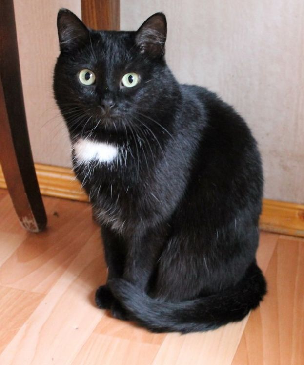Кот, который не ест &quot;Китикет&quot; и не любит гаммы
