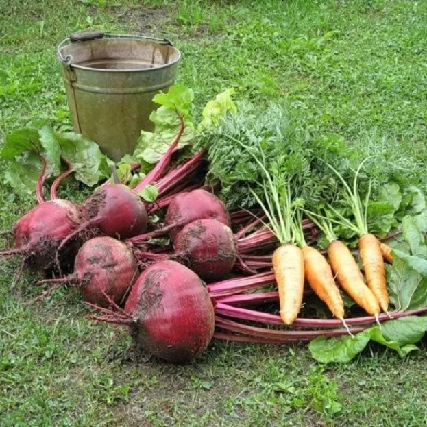 Как не ошибиться со сроками уборки моркови и свеклы?