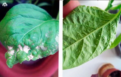 Вредители на рассаде. Как распознать и бороться