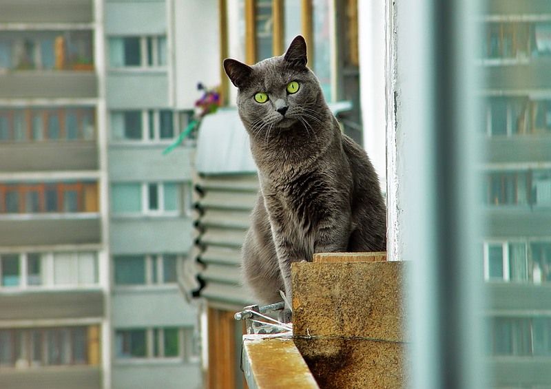 Кот Фима - любитель огурцов