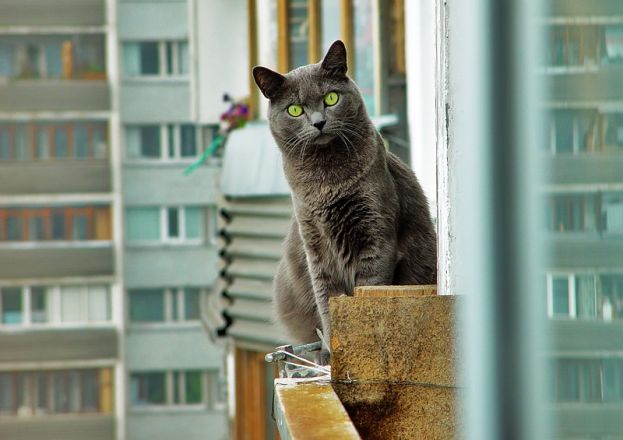 Кот Фима - любитель огурцов