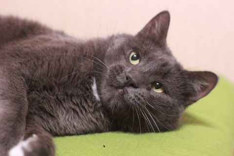 Сдается квартира с котом