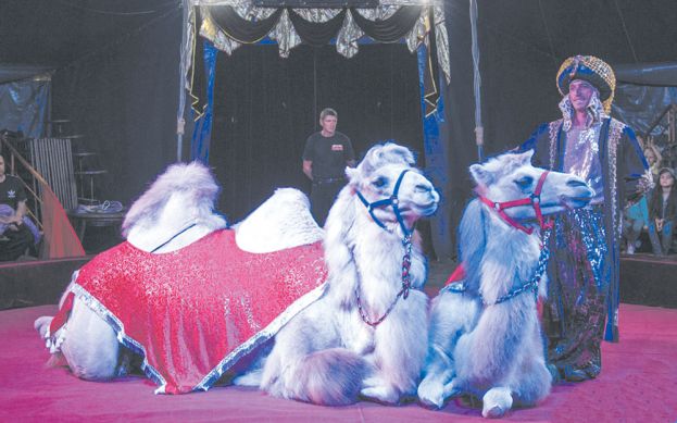 Цирк в горсаду