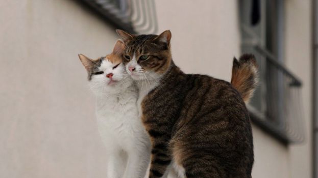 Катька, которая гуляет сама по себе