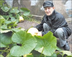 Кум Тыква