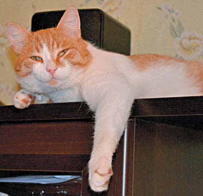 Кот